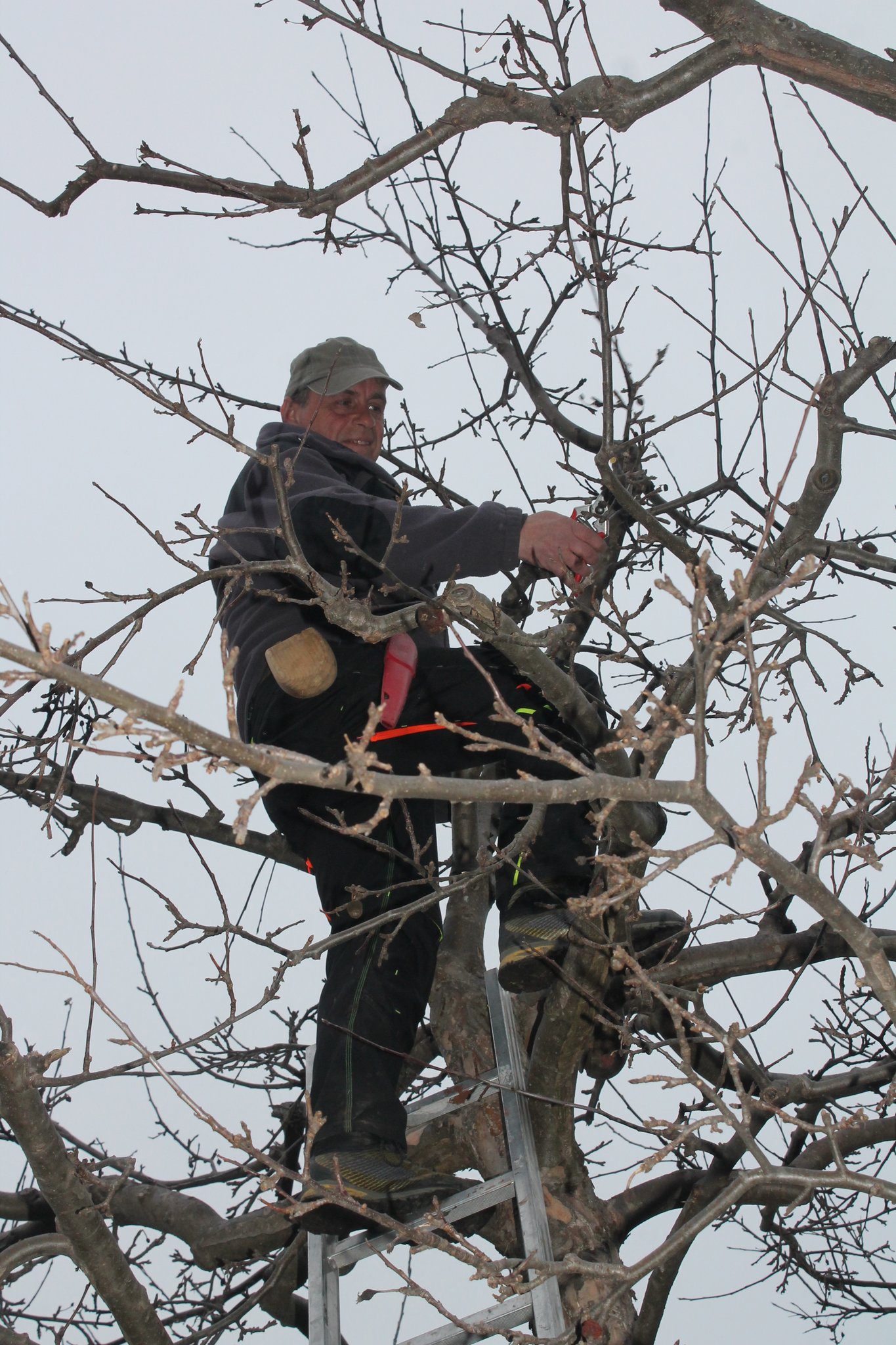 Schwerpunkt Holz Obstbaume Im Marz Obstbaumschnitt Im Meran Des