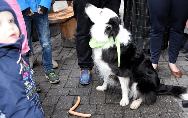 Immer aufmerksam: Therapiehund "Stella"