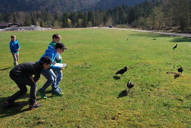 Beim Projekt "Visible Science" wird das soziale System der Vögel mit Hilfe der App "Forschen im Almtal" erforscht. | Foto: KLF für Verhaltens- und Kognitionsbiologie