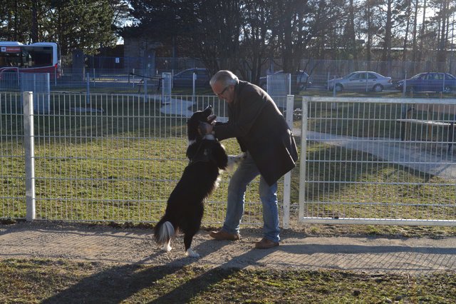 Hund Azzuro freut sich auf den neuen Auslauf