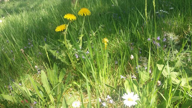 Löwenzahn, Gundermann, Gänseblümchen und Co.  | Foto: Tanja Schweigler