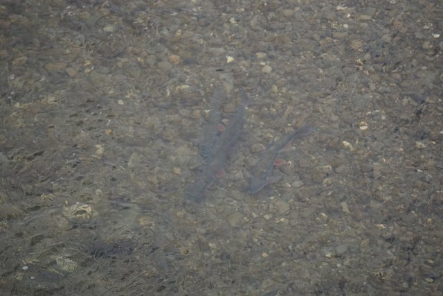 Laichzug der Nasen am 26. März in Plankenberg. Die seltenen Donaufische wandern in Schwärmen zum Laichen. Jetzt auch in der Großen Tulln bei Plankenberg. Für Fischökologen eine kleine Sensation.