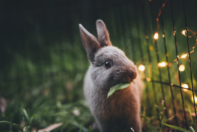 Foto: Leximphoto/Unsplash