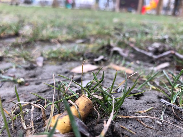 Zigarettenstummel auf dem Spielplatz! Zwei Meter neben dem Mistkübel.  | Foto: Höllbacher