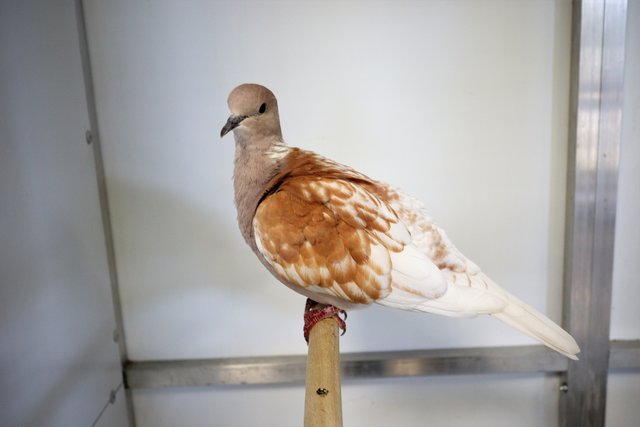 Lachtaubenpärchen Lou und Wendy suchen ein neues Zuhause. | Foto: Tierheim Linz