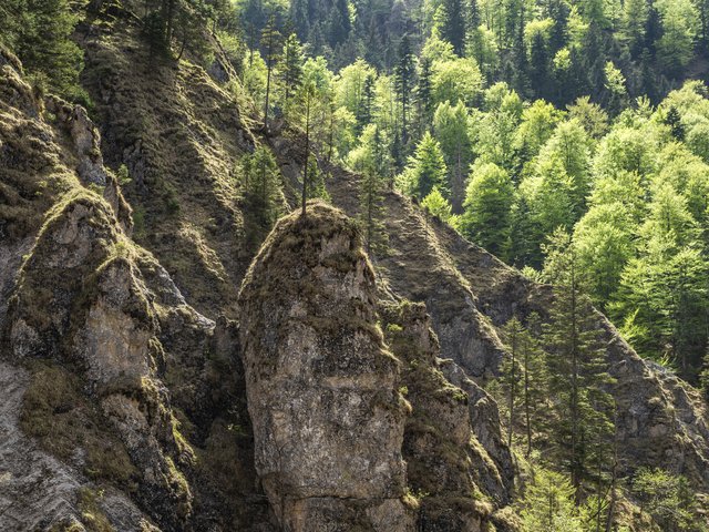 Unberührte Natur in unserer Region: Im Wildnisgebiet Dürrenstein findet der Habichtskauz perfekte Lebensbedingungen vor.