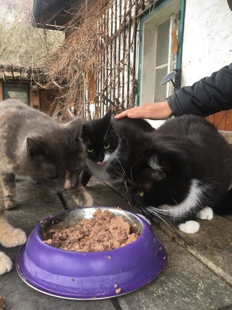 Acht Katzen brauchen einen guten neuen Platz. | Foto: TSV Voitsdorf