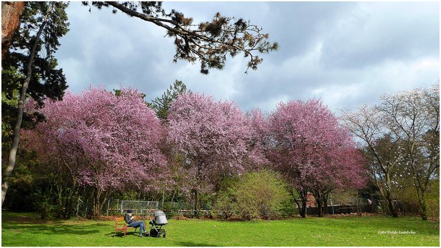 Den Frühling im Park genießen.