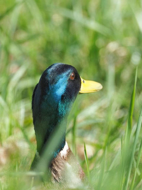 Ein Versteck im Ufergras | Foto: Anton Kroh