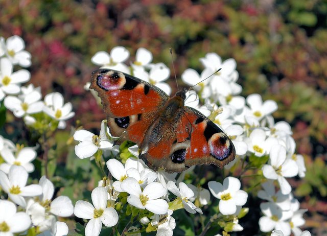 Das Frühjahr zeigt sich heuer ungewöhnlich zeitig | Foto: Michael Ploderer