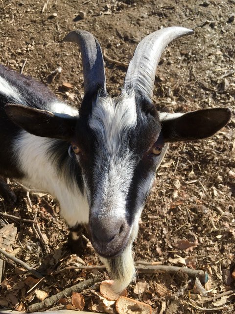 Good Määäähning | Foto: Ursula Anna Polgar