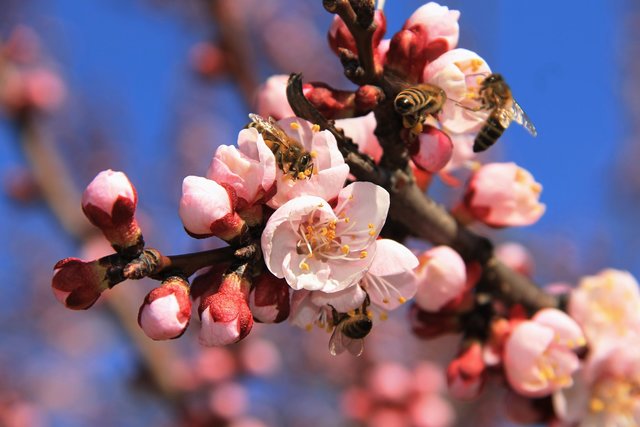 Marillenblüte | Foto: Janos Vago