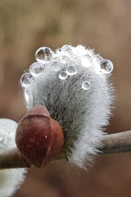 Frühling in Edlitz | Foto: Thomas Wieser