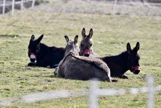 Unsere 4 Esel genießen die Sonne | Foto: Franziska Dostal