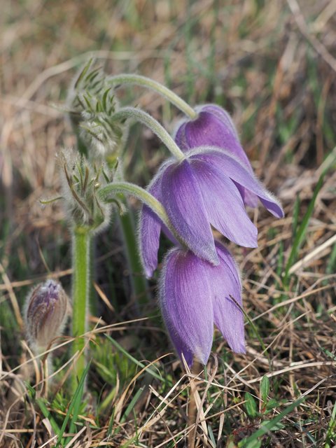 Gköckchentrio | Foto: Anton Kroh