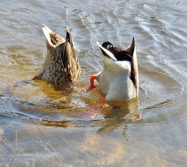 ...und alle Schwänzchen hoch | Foto: Franziska Dostal