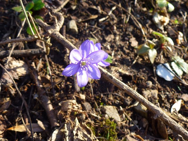Leberblümchen | Foto: Heidemarie Rottermanner