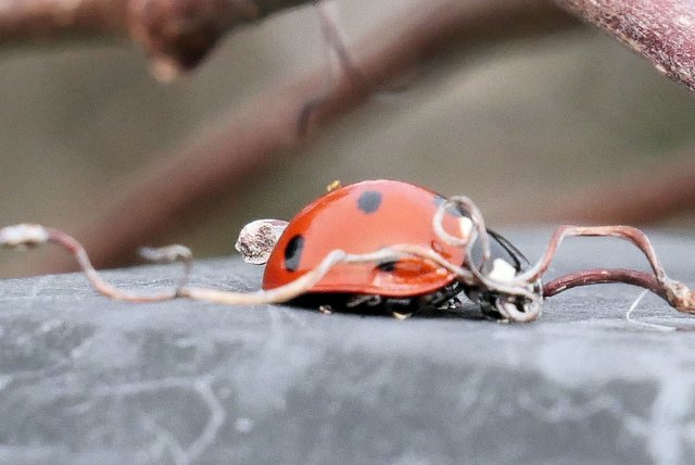 Hallo Frühling | Foto: Sabine Mayer