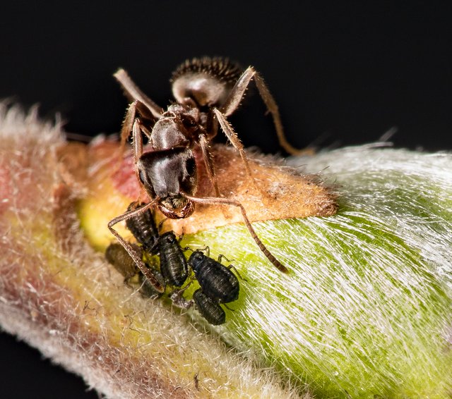 Ameise melkt Blattläuse | Foto: Thomas Berwein