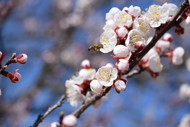 Fleißige Bienchen bei den Marillenblüten | Foto: Birgit Jonas