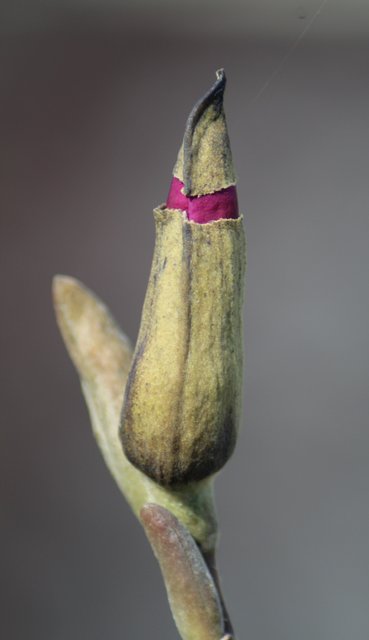 Frühlingserwachen | Foto: Doris Rehling