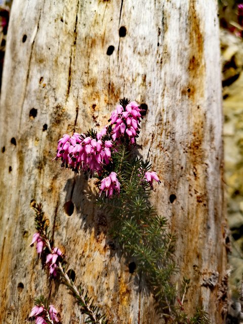 Dem Frühling auf der Spur
 | Foto: Andrea Handler Gschweidl