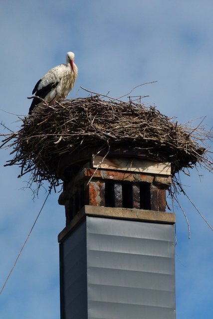 Störche und Geburtenraten | Foto: Franz Pichler