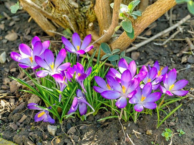 Krokusse | Foto: Gottfried Rossmann
