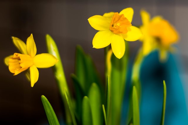 Heute beginnt der Frühling | Foto: Kurt Dvoran