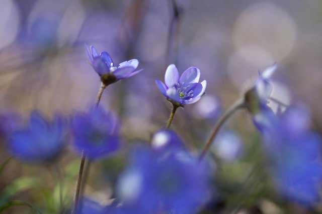 Leicht giftiger Vorfrühlingsbote | Foto: Regina Courtier