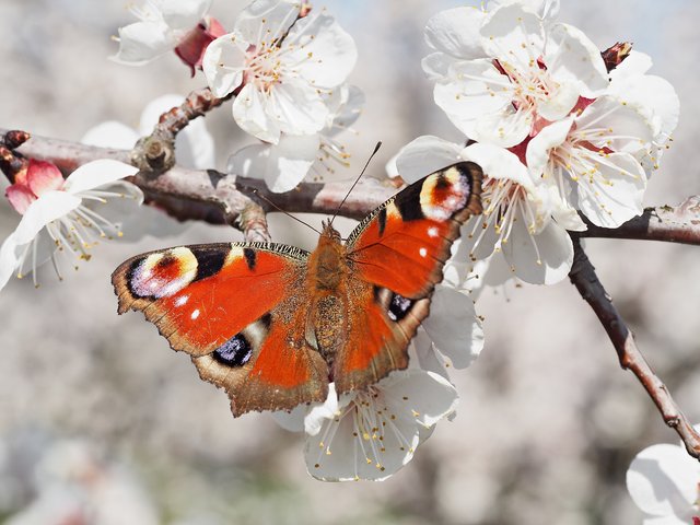 Marillenblüte in Arnsdorf | Foto: Stefan Palmeshofer