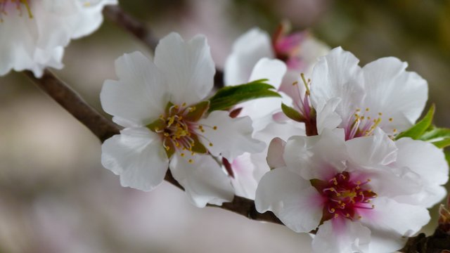 Marillen Blüte | Foto: Franz Pichler