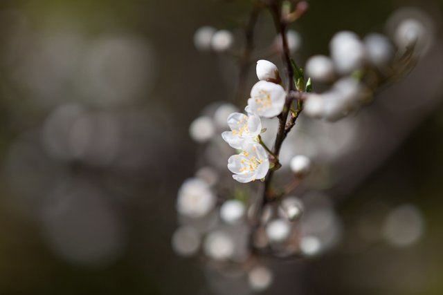 Flocking weiß schauts gerade rund um Gänserndorf aus | Foto: Regina Courtier