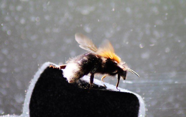 Hummelgebrummel | Foto: Doris Rehling