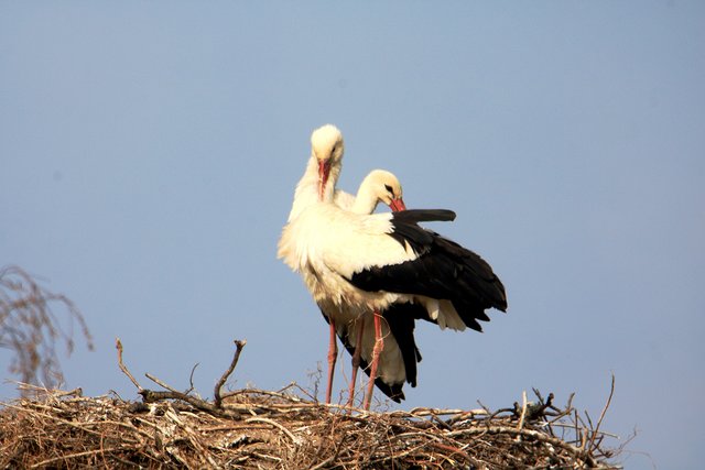 Storchenpaar in Hohenau/March.  | Foto: Gerhard Moser