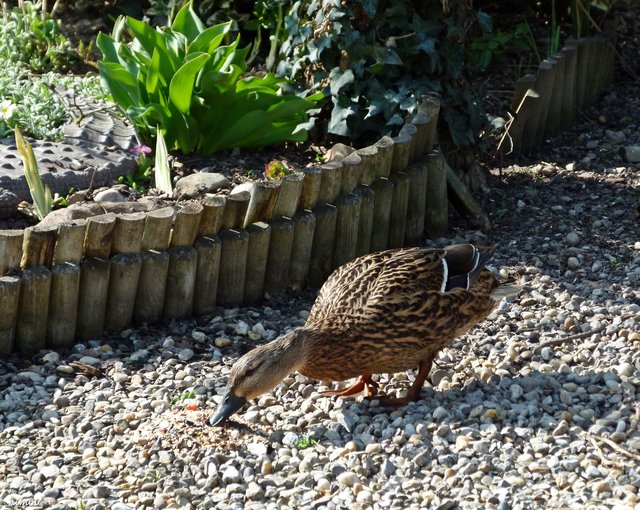 Besuch im Garten | Foto: Silvia Himberger