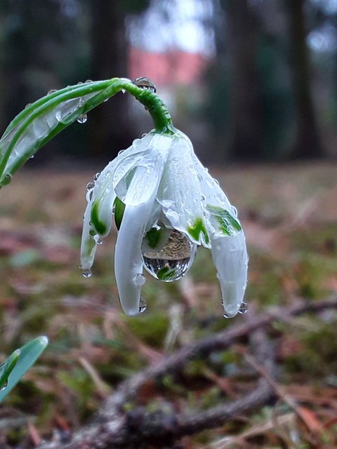 Frühlingserwachen | Foto: Wolfgang Doppler