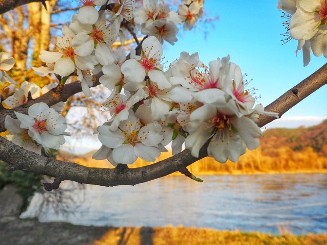 Mandelblüte | Foto: Gabriela Schmelz