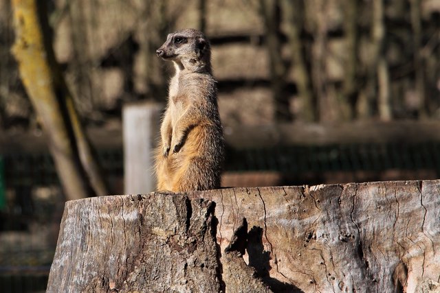 Erdmännchen im Tierpark | Foto: Hanspeter Lechner