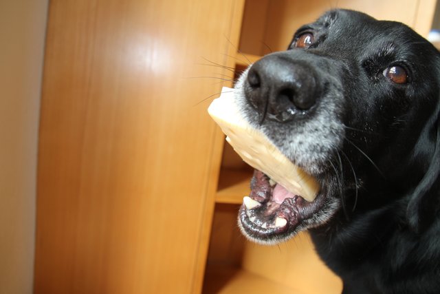 Ich hab die Schnauze voll | Foto: Elisabeth Grassler