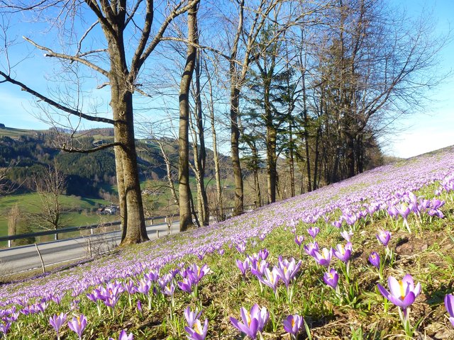 Krokuswiese: Ein Paradies für Bienen | Foto: Heidemarie Rottermanner