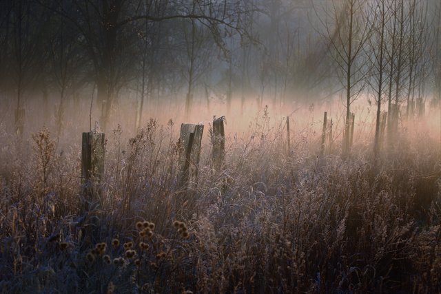 Morgentau | Foto: Lilia Olchowa