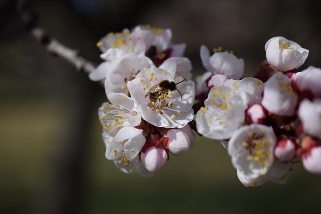 Fleißige Bienen bei den Marillenblüten | Foto: Birgit Jonas