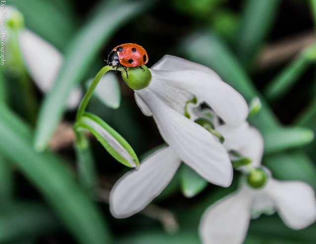 Frühlingszeit | Foto: Eva Schuch