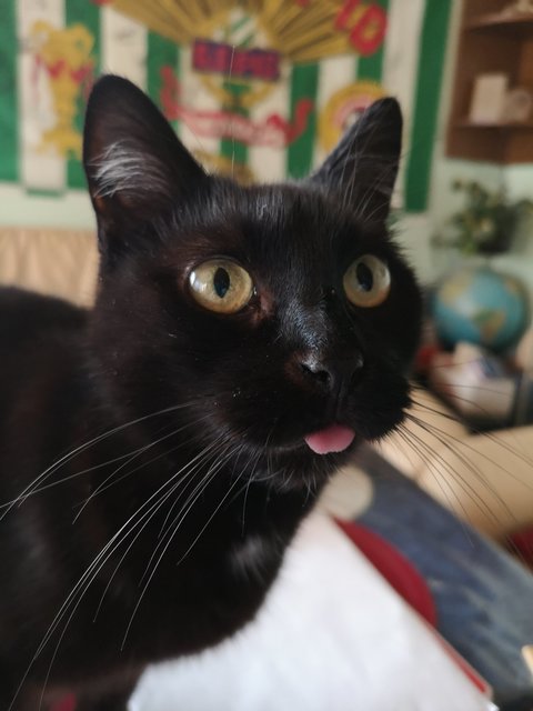 Auch Katzen zeigen Zunge | Foto: Andrea Handler Gschweidl