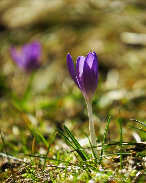 Ein kleiner Gruß vom Frühling | Foto: Doris Schweiger