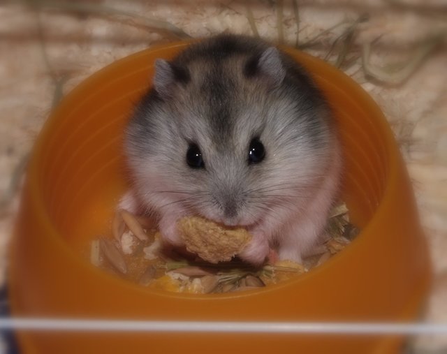 Hamster | Foto: Franz Pichler