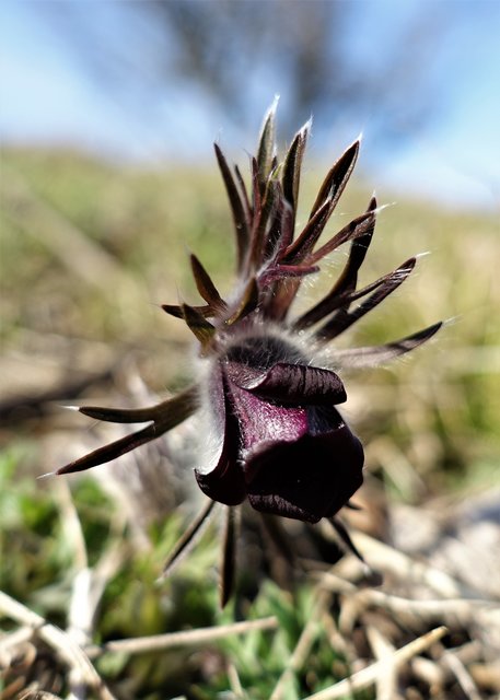 Die schwarze Kuhschelle | Foto: Josefa Seel