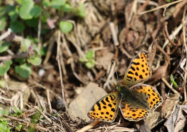 Sonntags im März | Foto: Richard Loewe