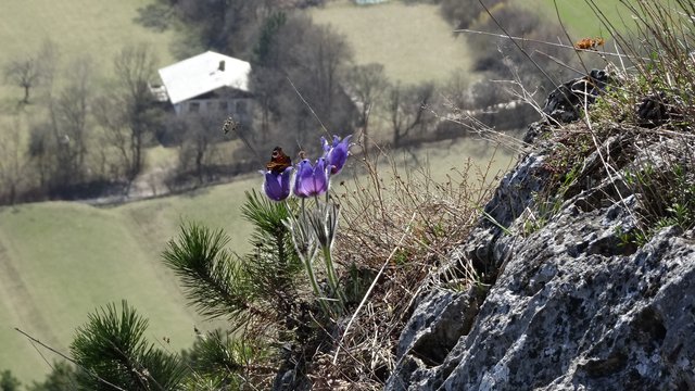 Frühling auf der Flatzer Wand | Foto: Silvia Plischek